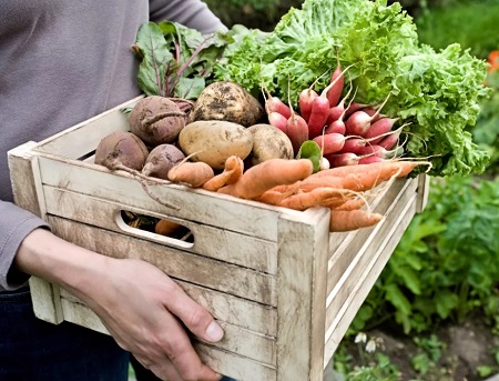 «Магнит» установил рекорд по сбору овощей